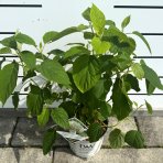 Hortenzia stromčekovitá (Hydrangea arborescens) 'STRONG ANNABELLE' Proven Winner® - výška 30-50 cm, kont. C3L